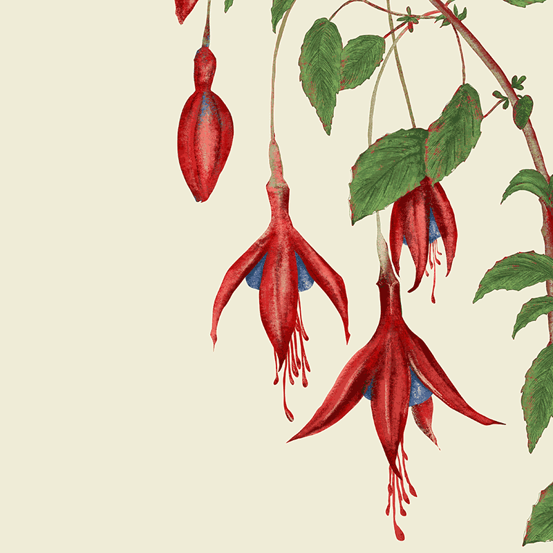 Fuchsie und Weinschwärmer