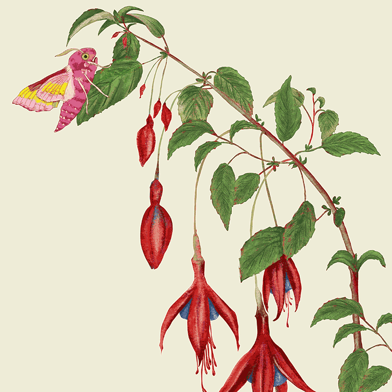 Fuchsie und Weinschwärmer