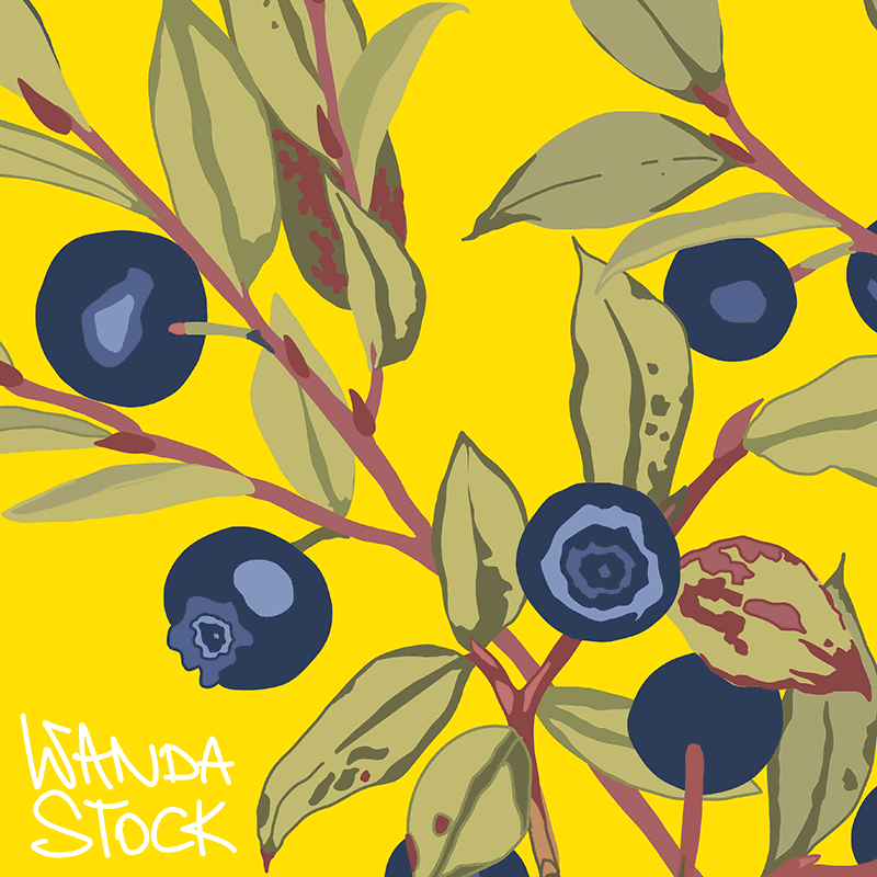 Heidelbeeren Illustration